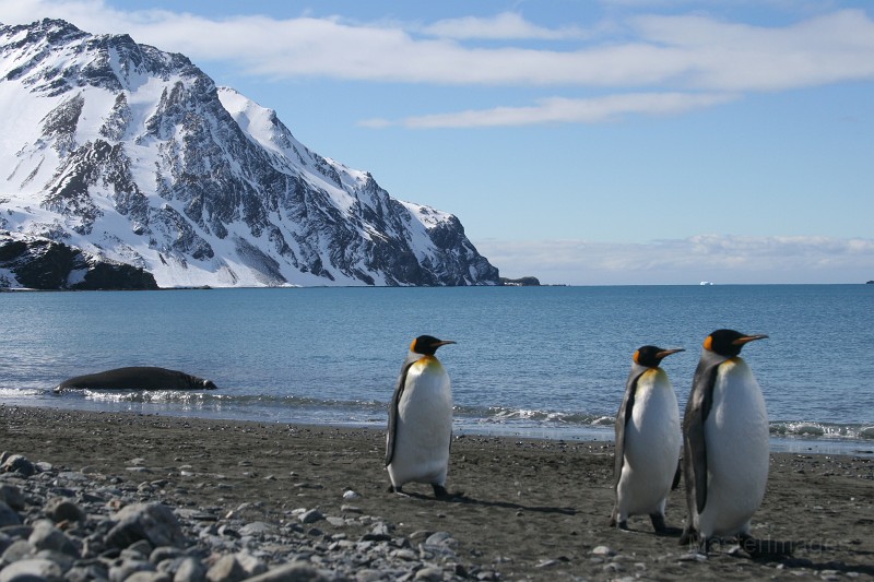 IMG_1554c.jpg - King Penguin (Aptenodytes patagonicus)